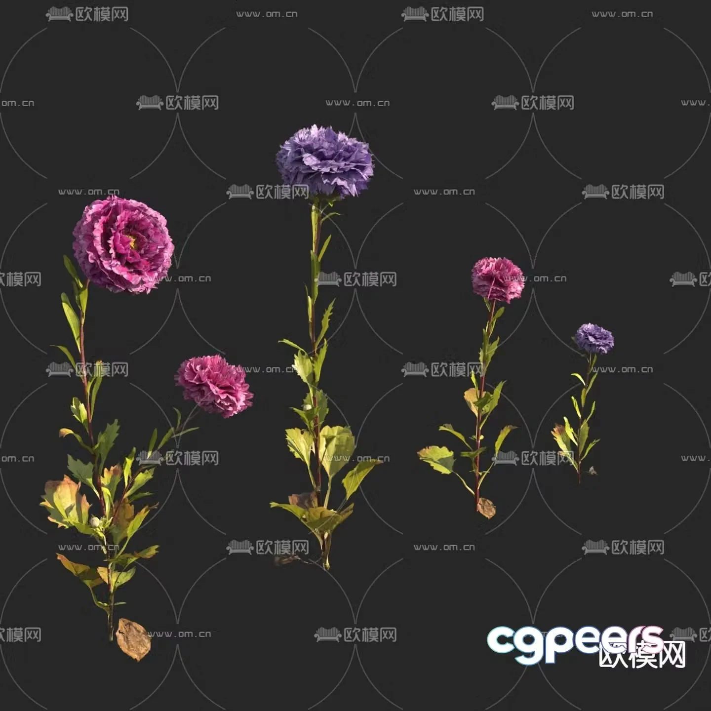 Asters Asters Flowers and Plants 3D Model