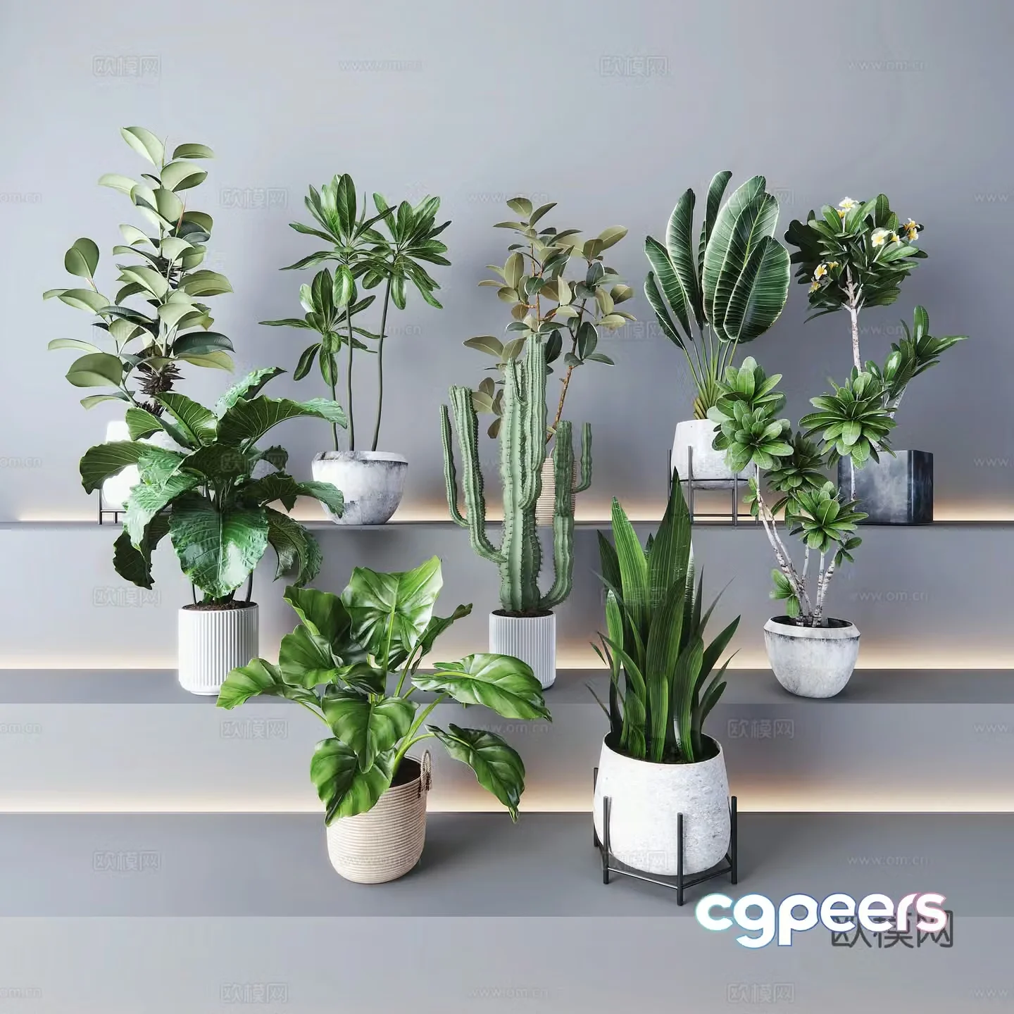 Plant bonsai pothos tiger orchid perilla traveler banana 3D model