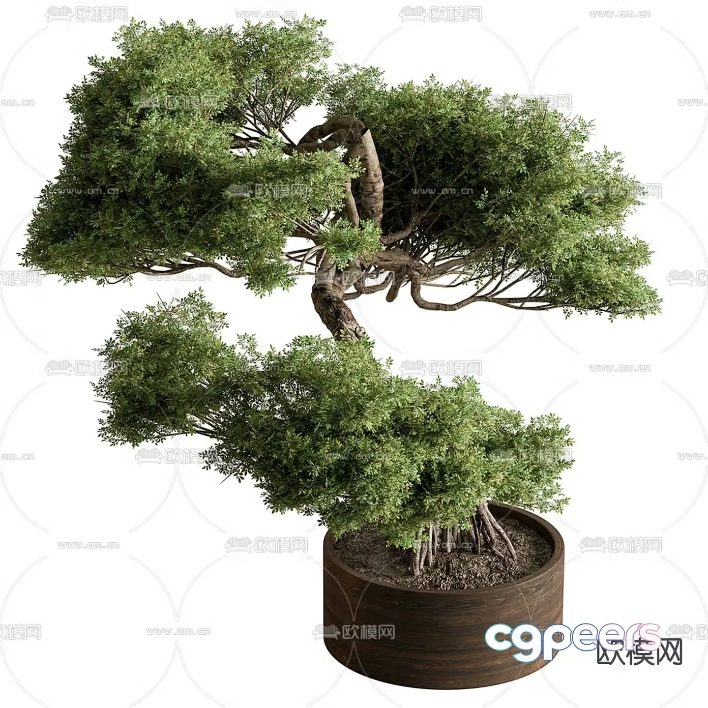 Potted plants bonsai cypress 3d model