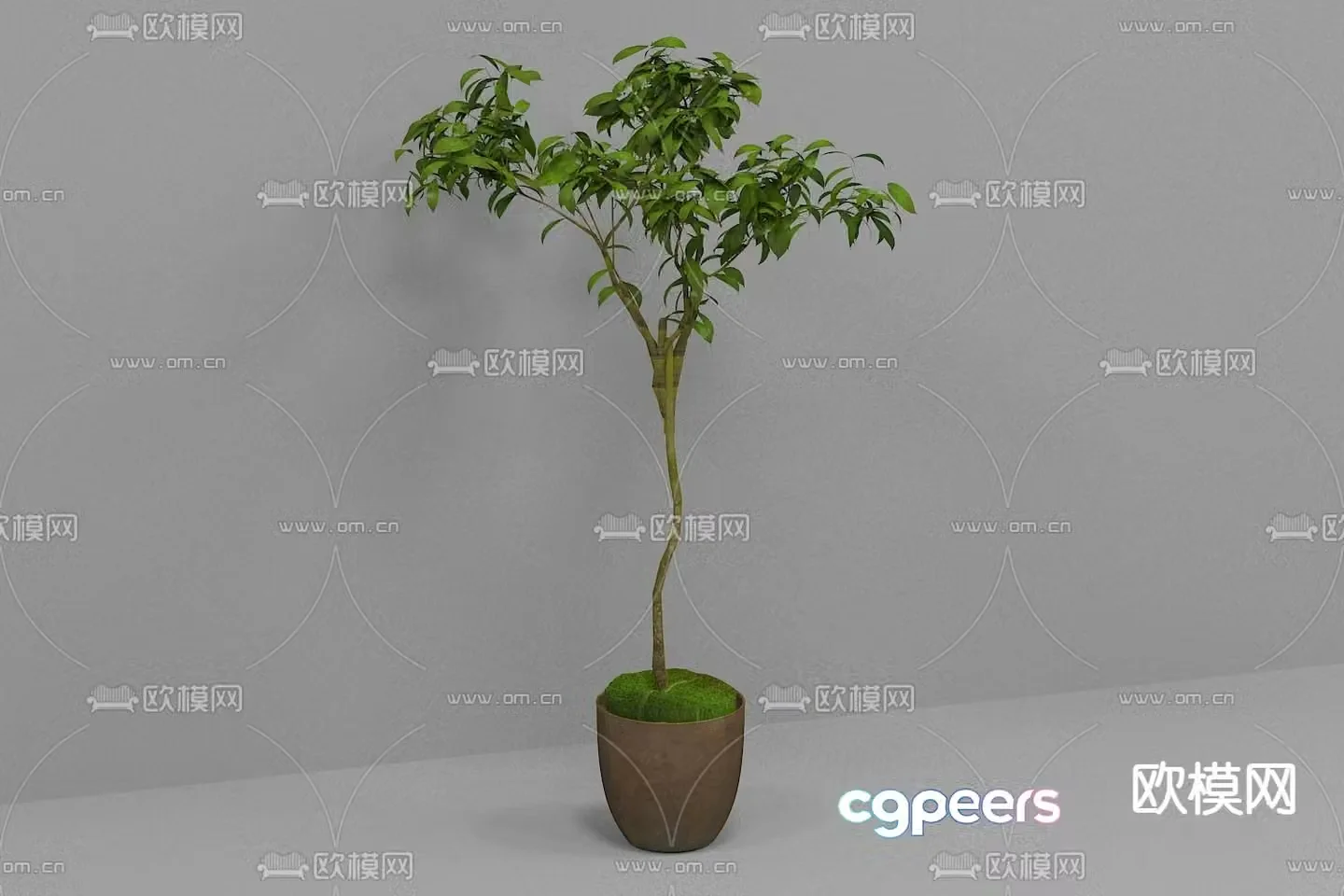 Money tree potted 3d model