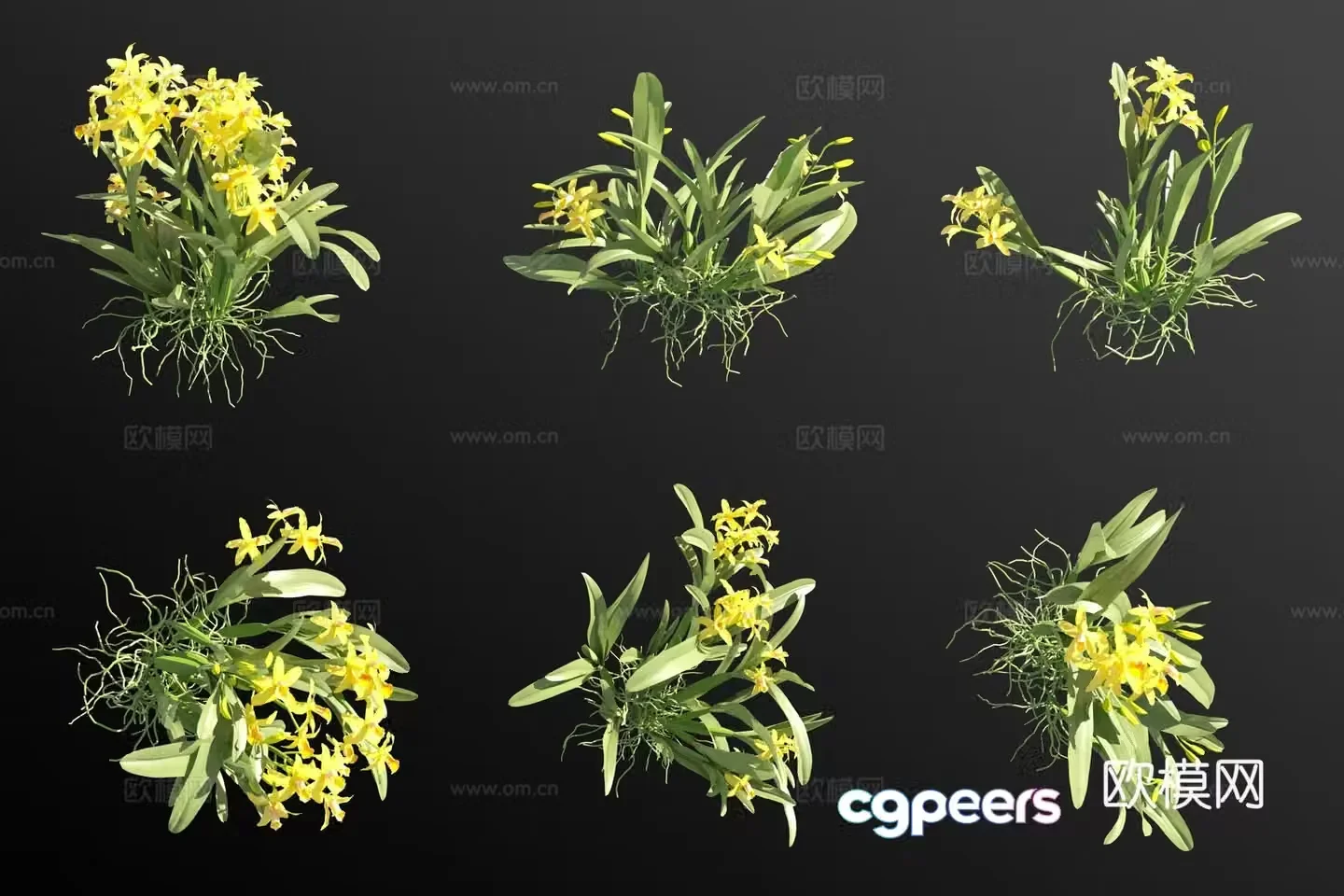 Yellow cattleya grass 3d model