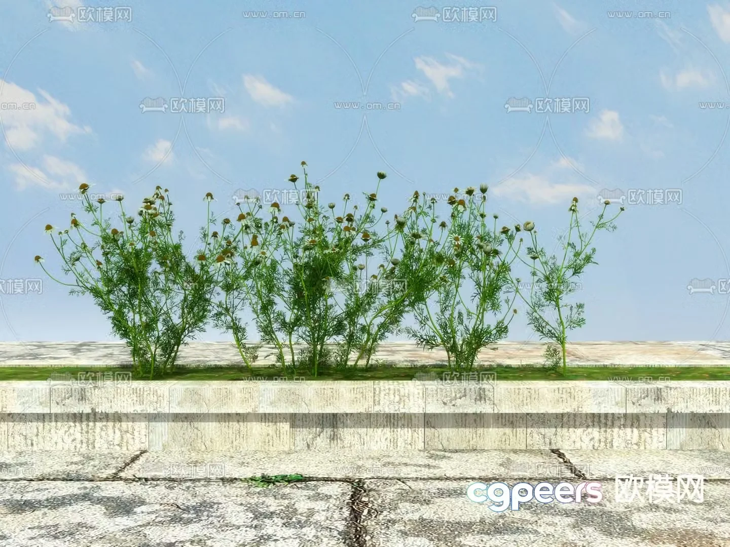 Flowering shrubs flower trough garden plants small daisies 3d model