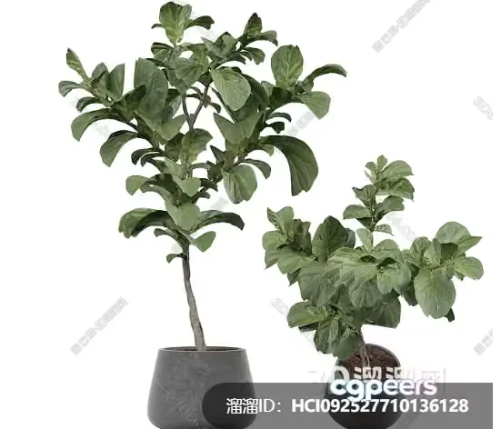Two Potted Plants 3D Model – 8099 – VRAY Render
