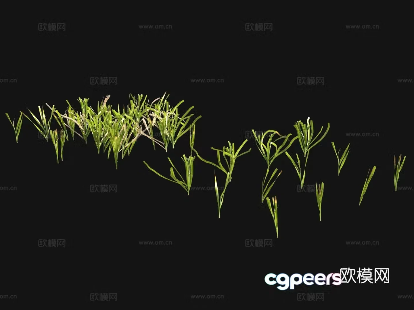 Flowers and plants Lawn Grass Seeds 3D Model