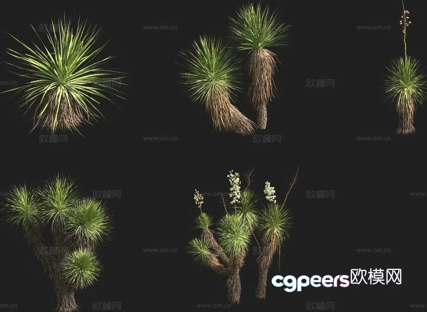 Quillaja yucca cactus 3d model