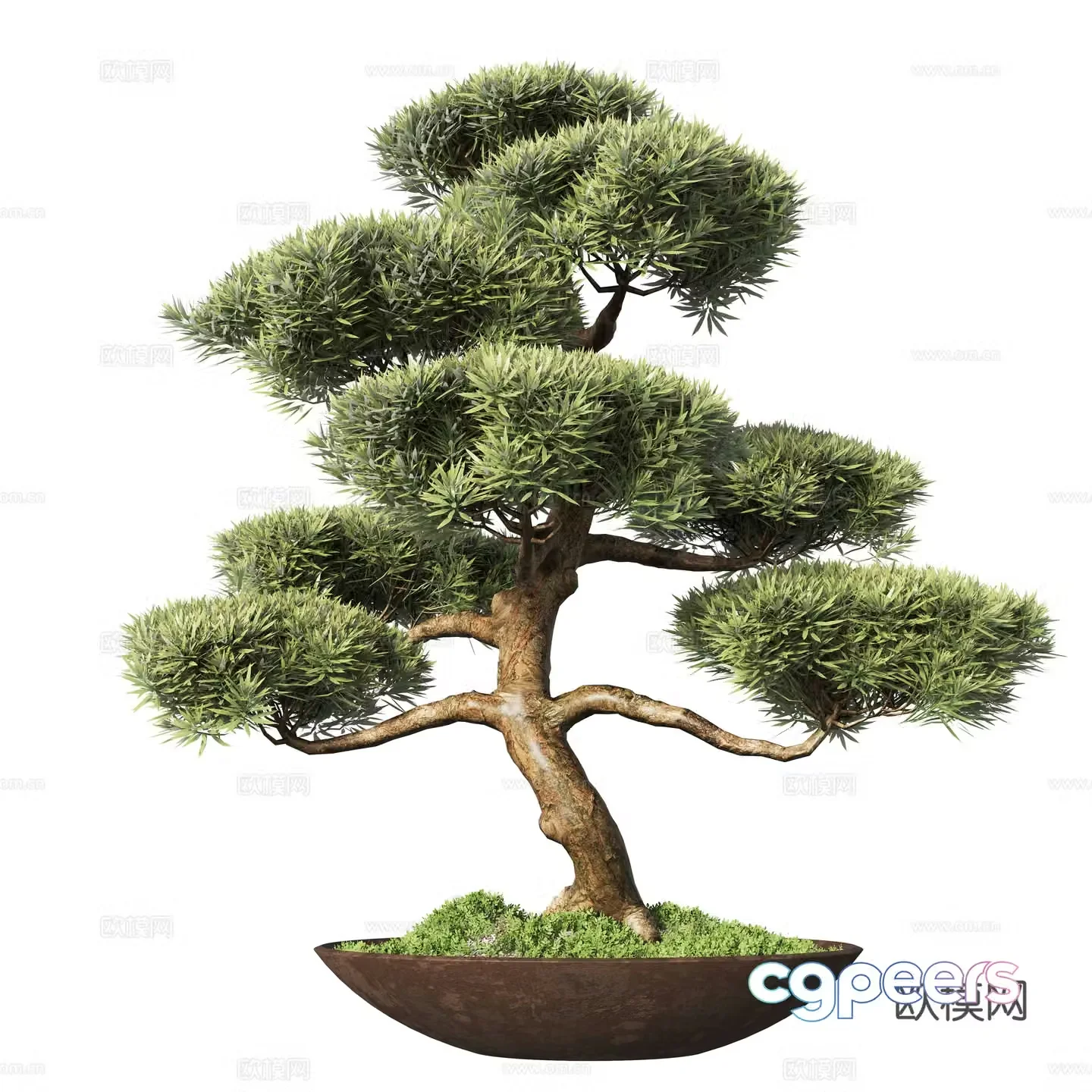New Chinese potted plants pine bonsai 3d model
