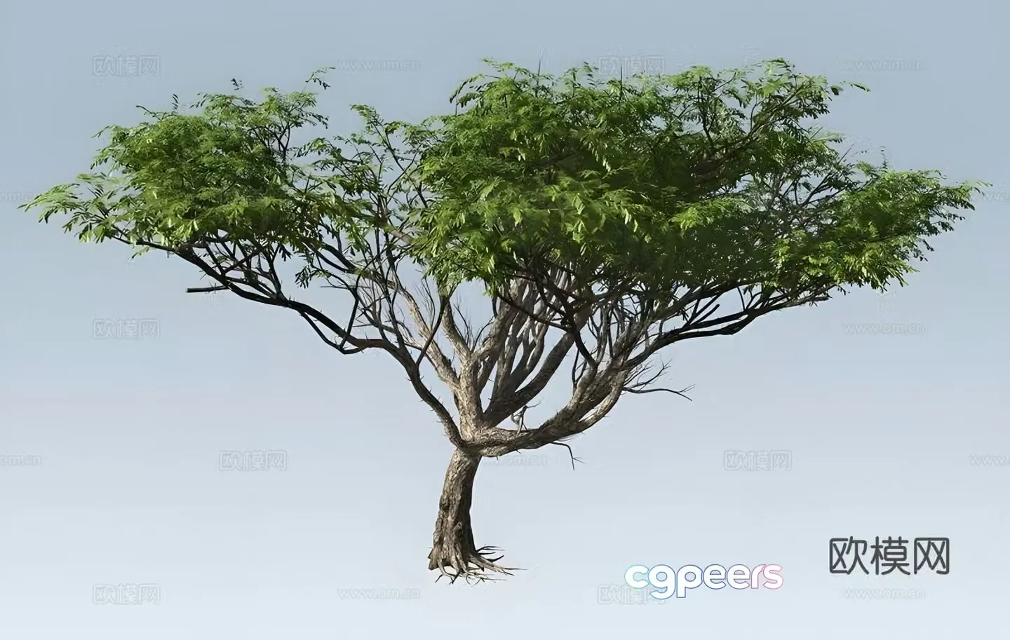 Acacia tree 3d model