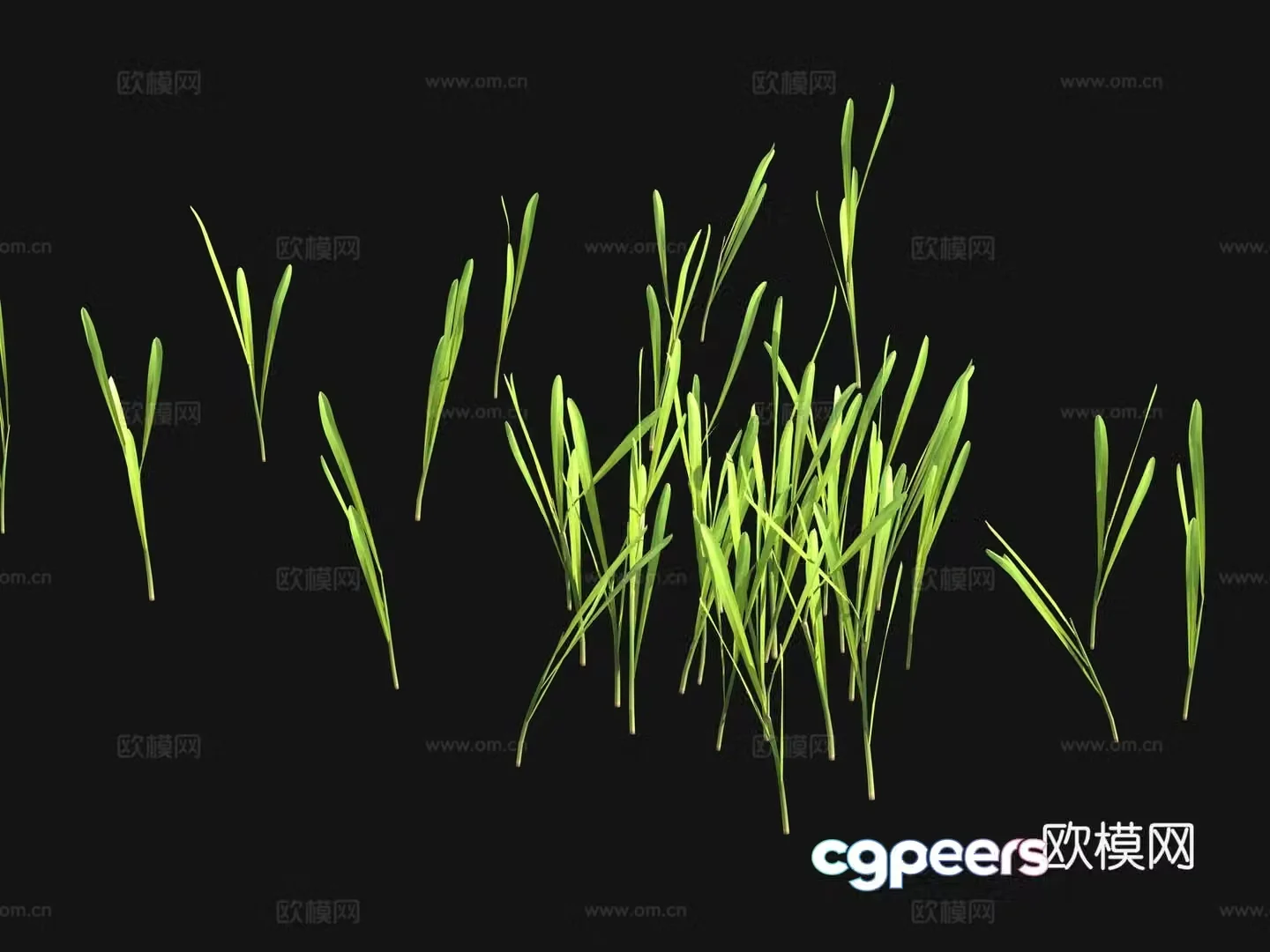Flowers and plants Lawn Grass Seeds 3D Model