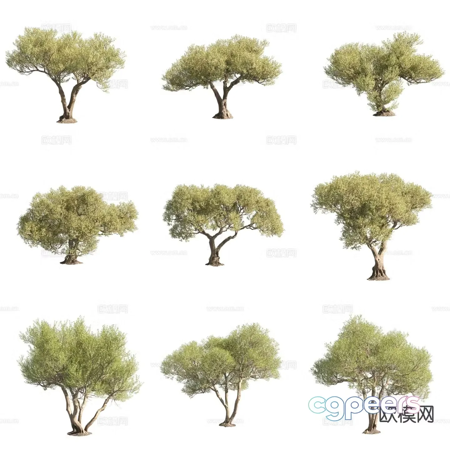 Olive Olive Landscape Tree 3D Model