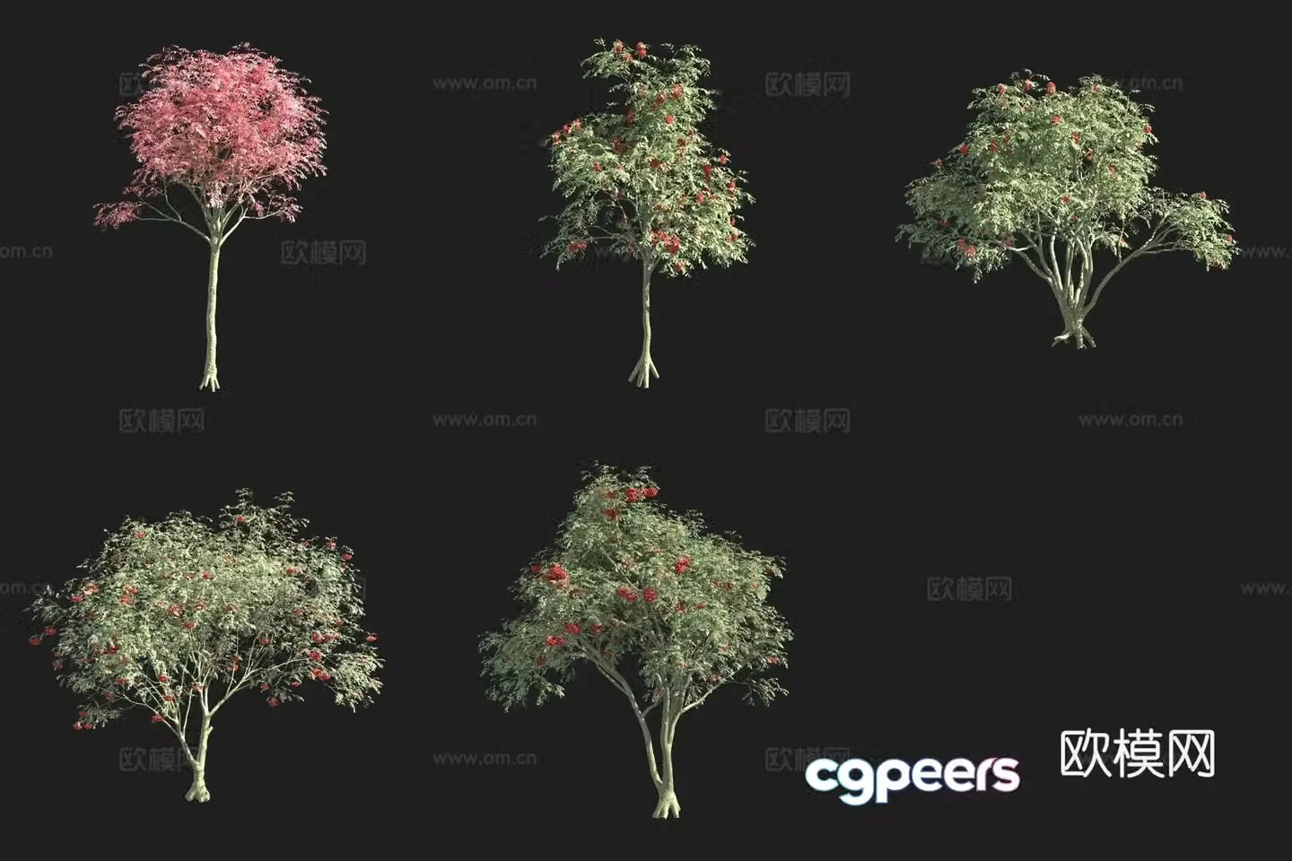 Eurasian Rowan Flower Tree 3D Model