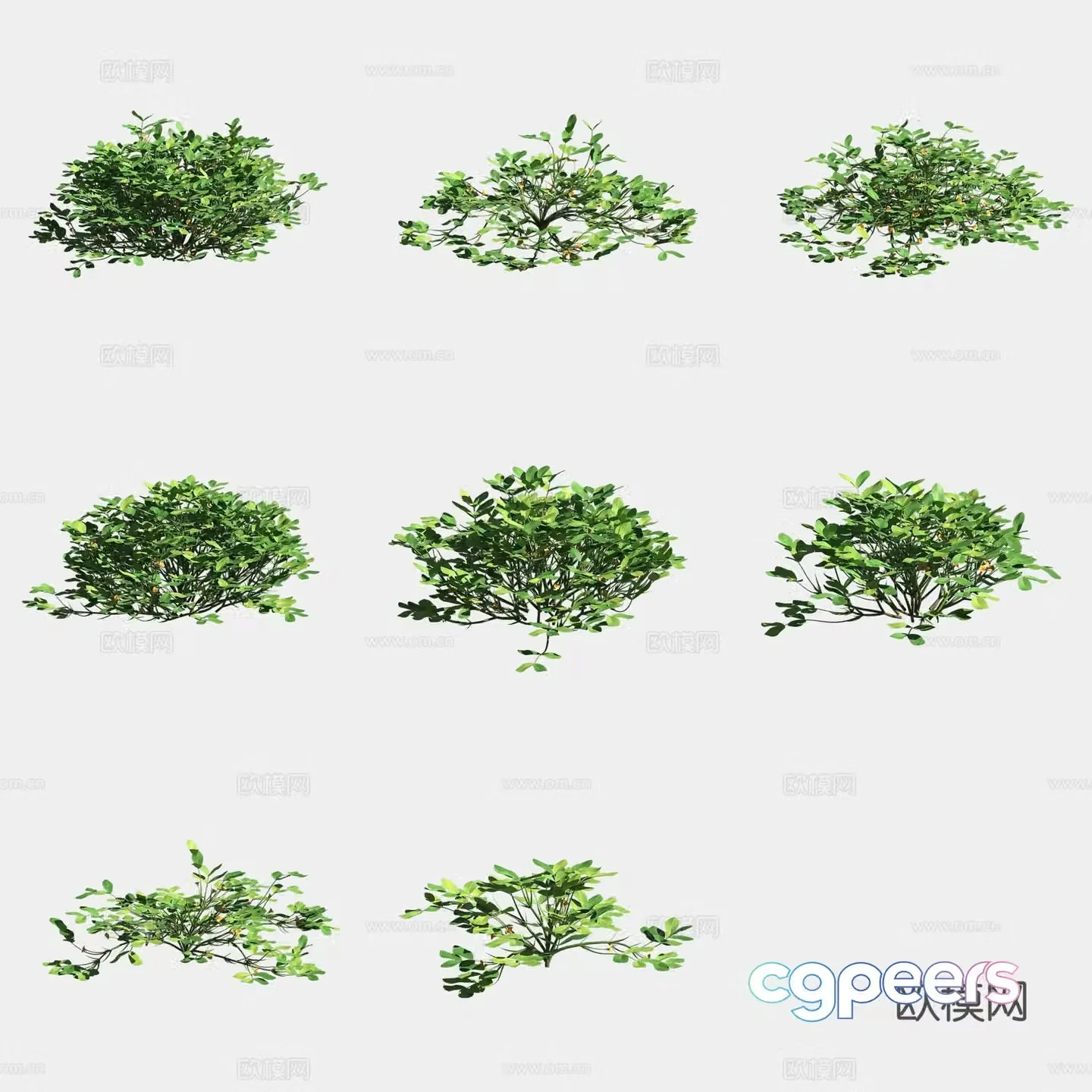 Peanut seedlings crop crop 3d model