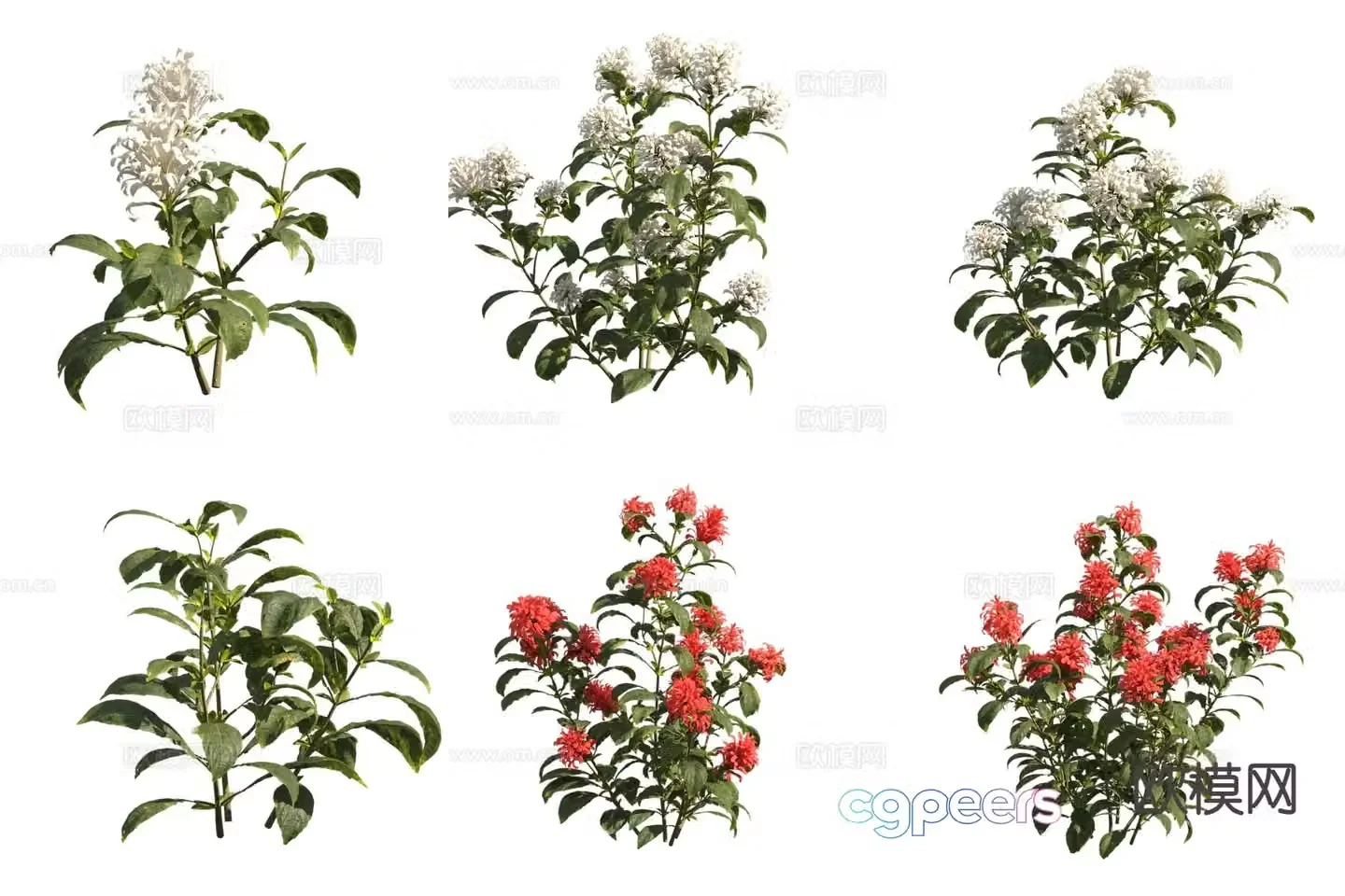 Coral Flowers Flowers and Plants 3D Model