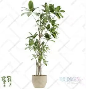 A Potted Plant 3D Model – 4519 – CORONA Render