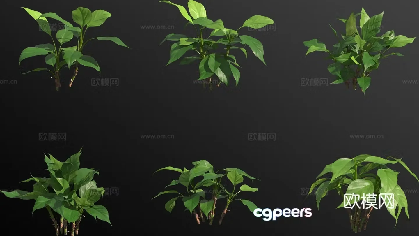 Guangdong Dieffenbachia flowers and plants 3D model