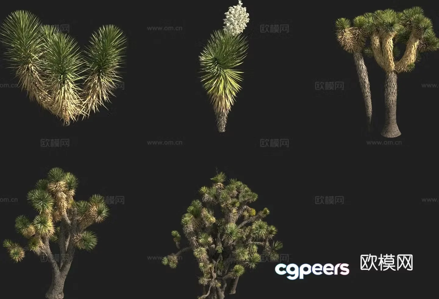 Yucca shrub cactus 3d model