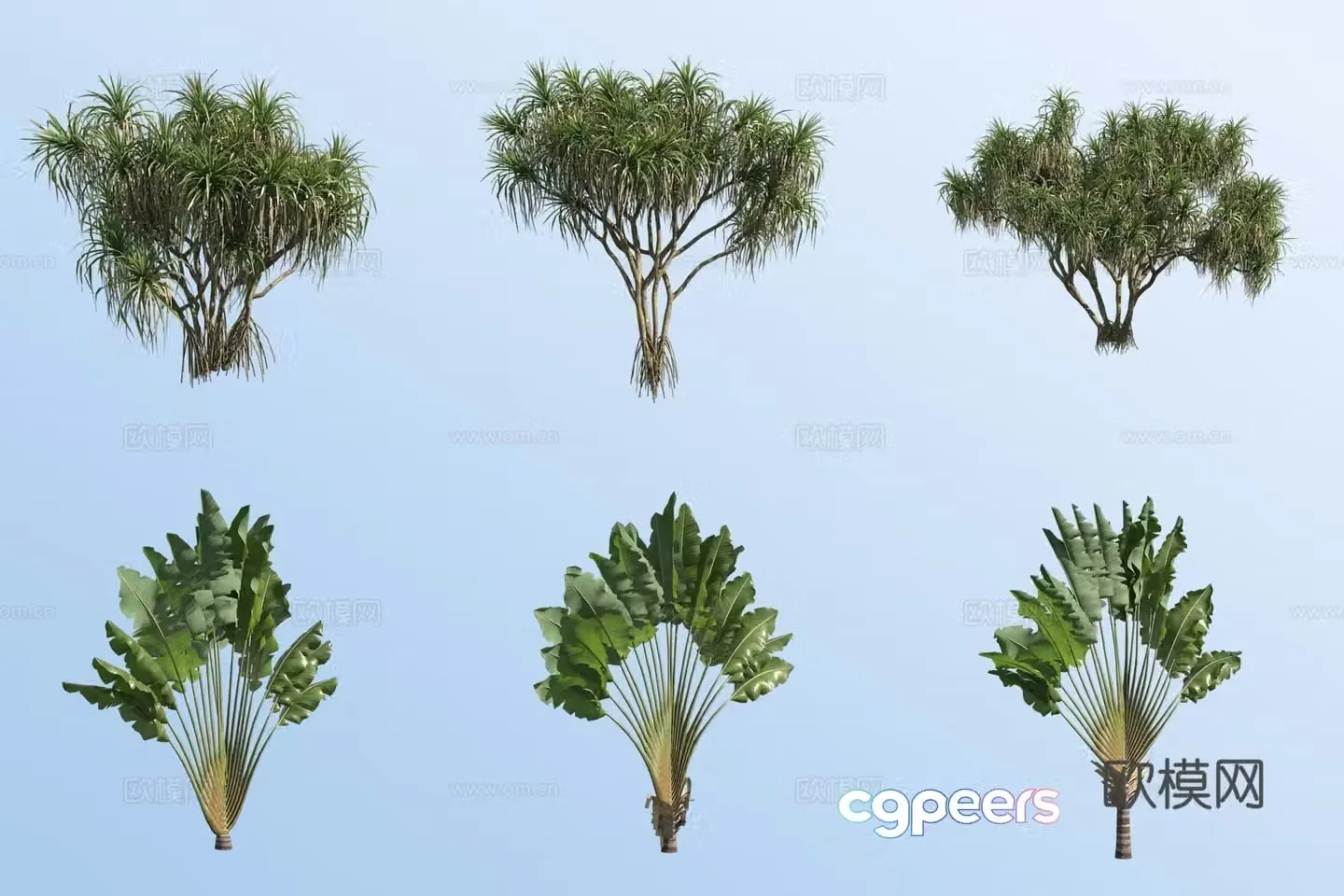 Pandanus Travel Canna Tropical Plant 3D Model