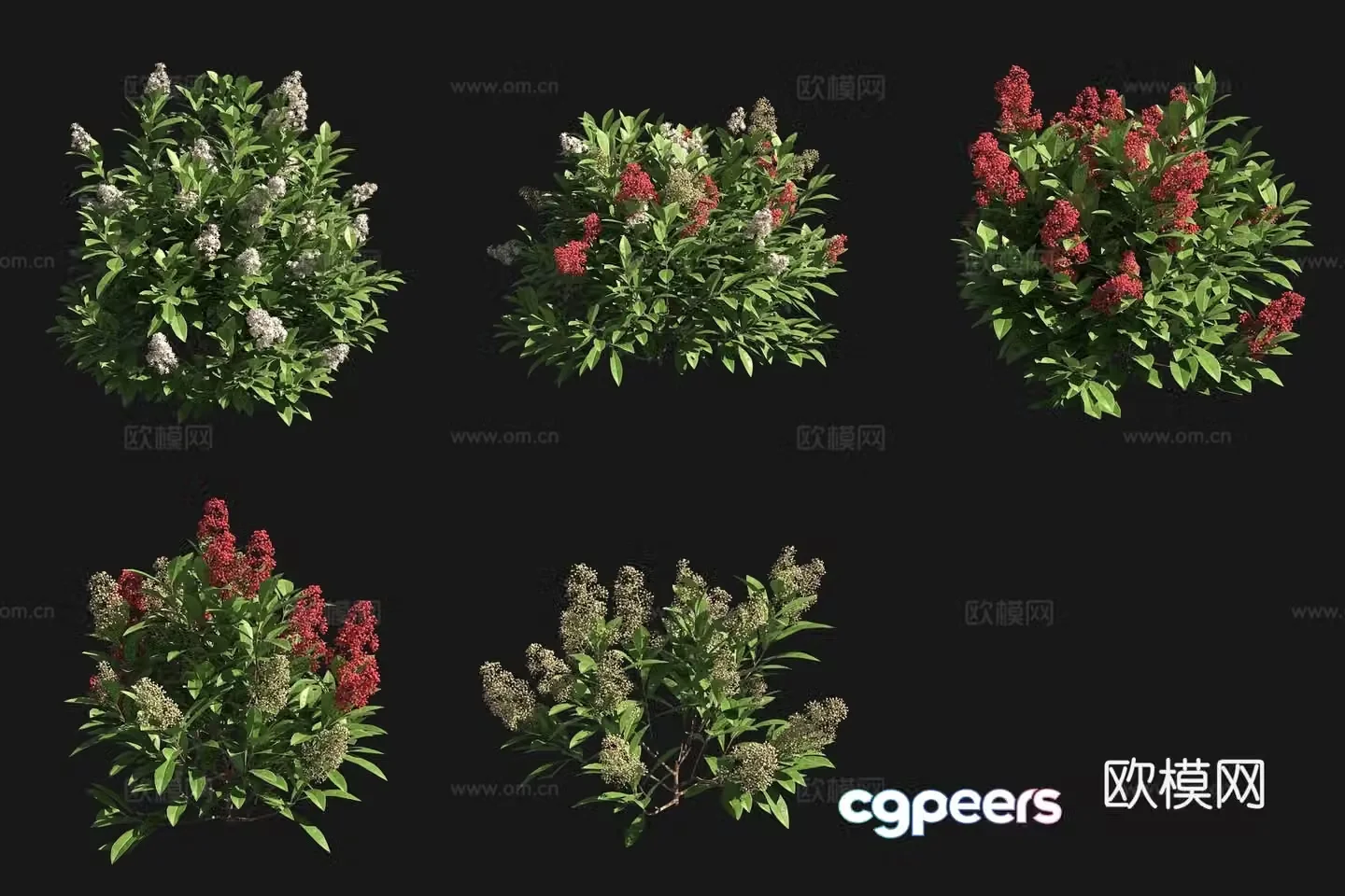 Ruby Taro shrub flower tree 3d model