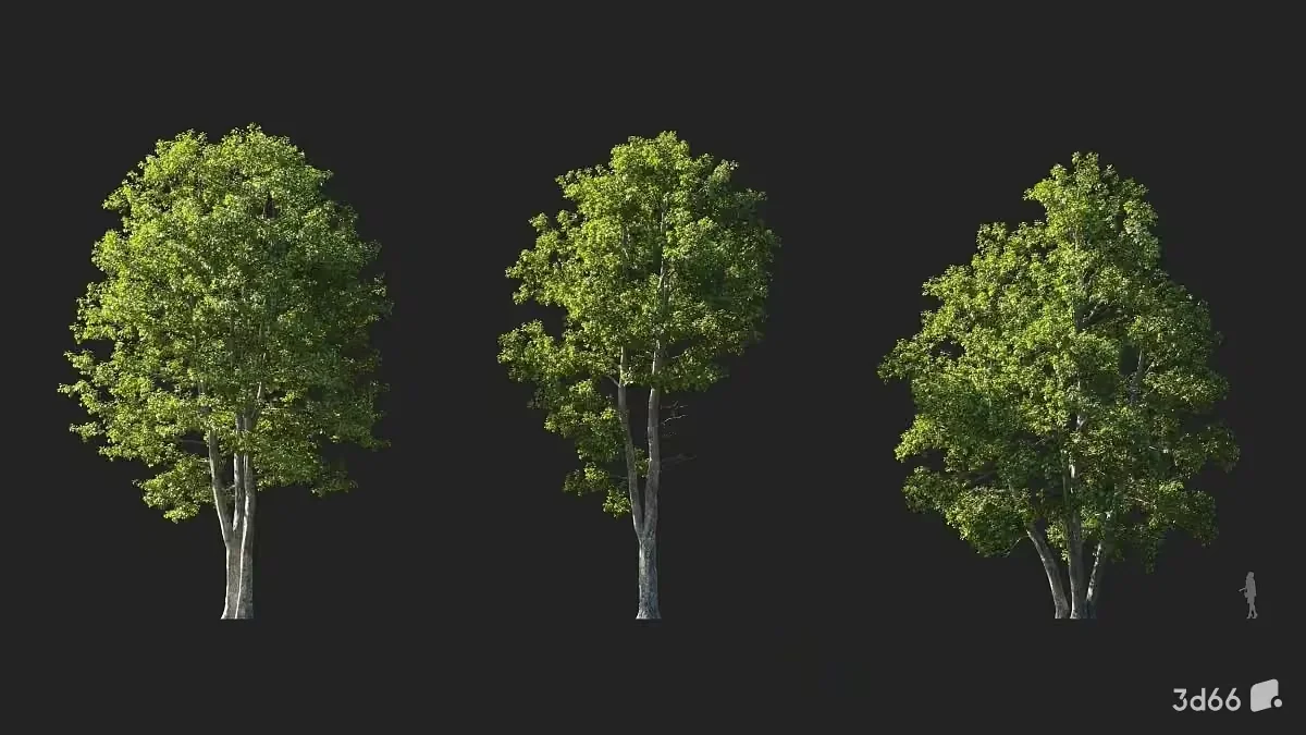 Three Trees 3D Model – 22066 – VRAY Render