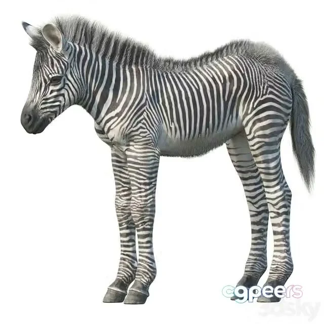 3ds Max Free – Baby zebra