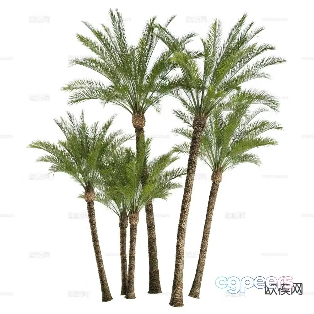 Modern coconut tree 3d model