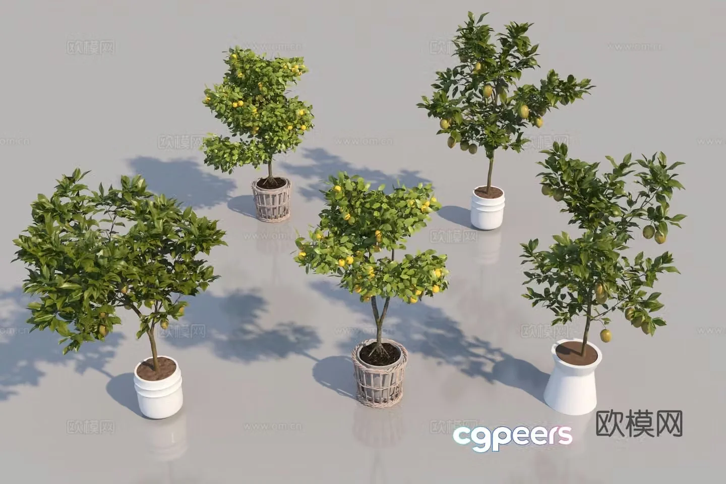 Modern fruit tree grapefruit tree orange tree lemon tree 3d model