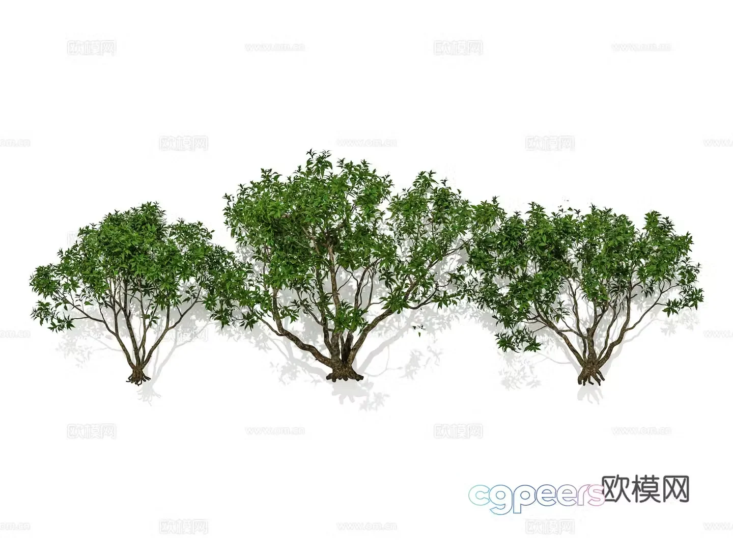 Modern plants Garden garden Cluster shrubs Evergreen shrubs Flower shrubs Combination 3D model