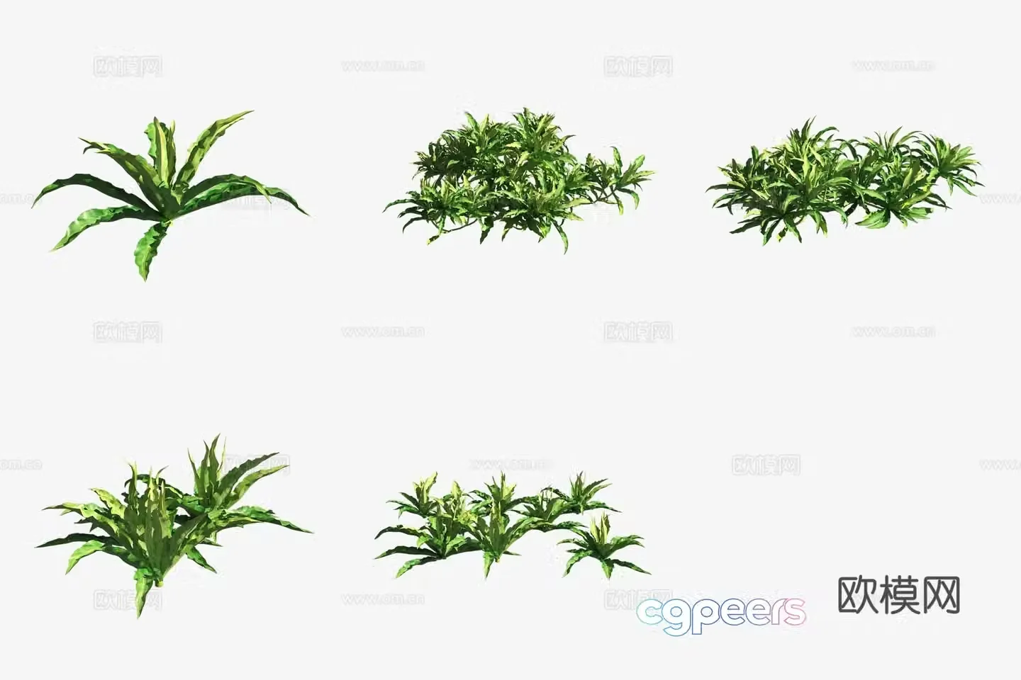 Aquatic plants cranberries aquatic plants 3D model