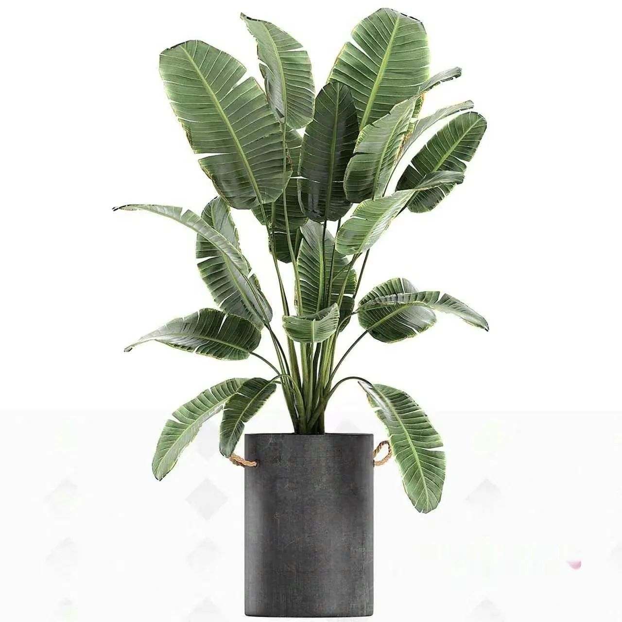 A Potted Plant With Large Green Leaves 3D Model – 2924 – VRAY Render