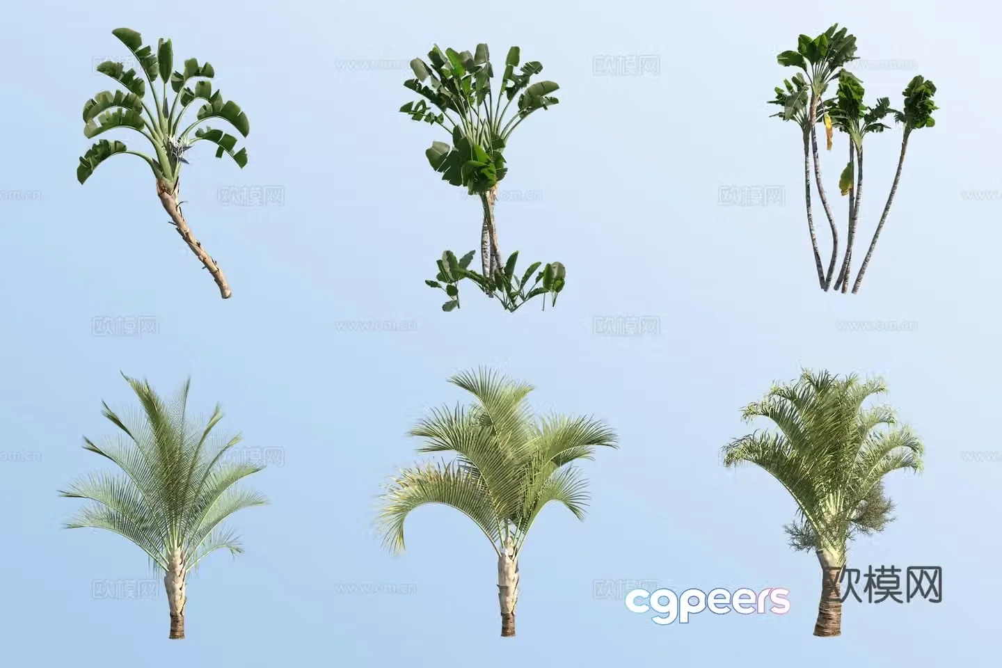 Strelitzia nicolaris triangular coconut tree tropical tree 3d model