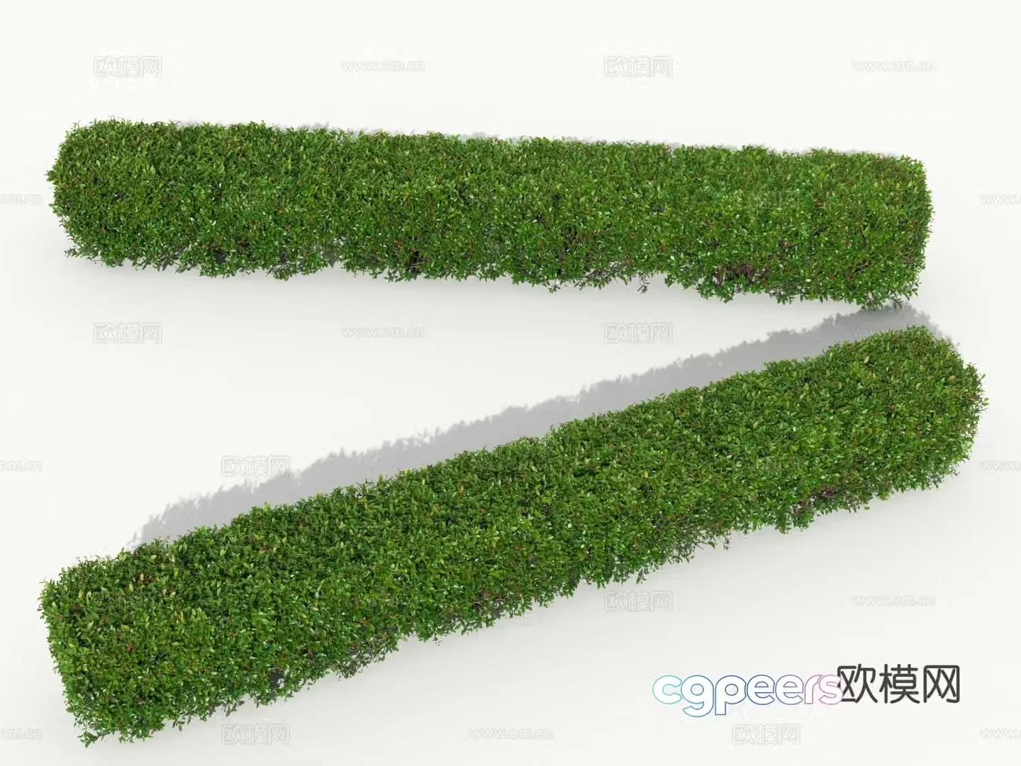 Hedge Square Shrub 3D Model