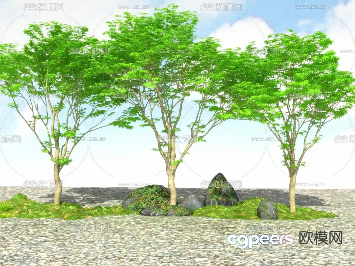 Landscape tree Street tree Big tree Maple tree 3d model