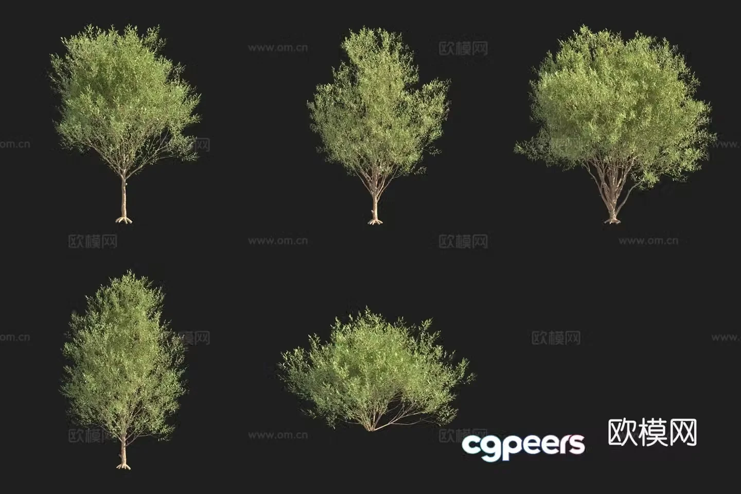 3D model of five stamens willow tree Swedish plant