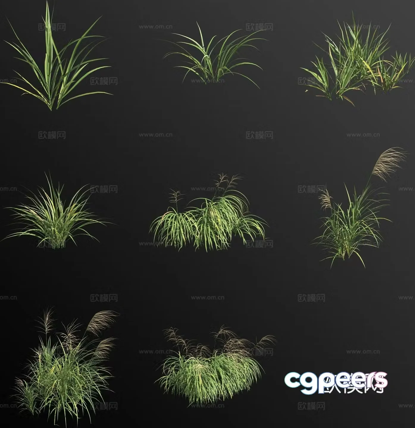 Yellow-backed miscanthus flower 3d model