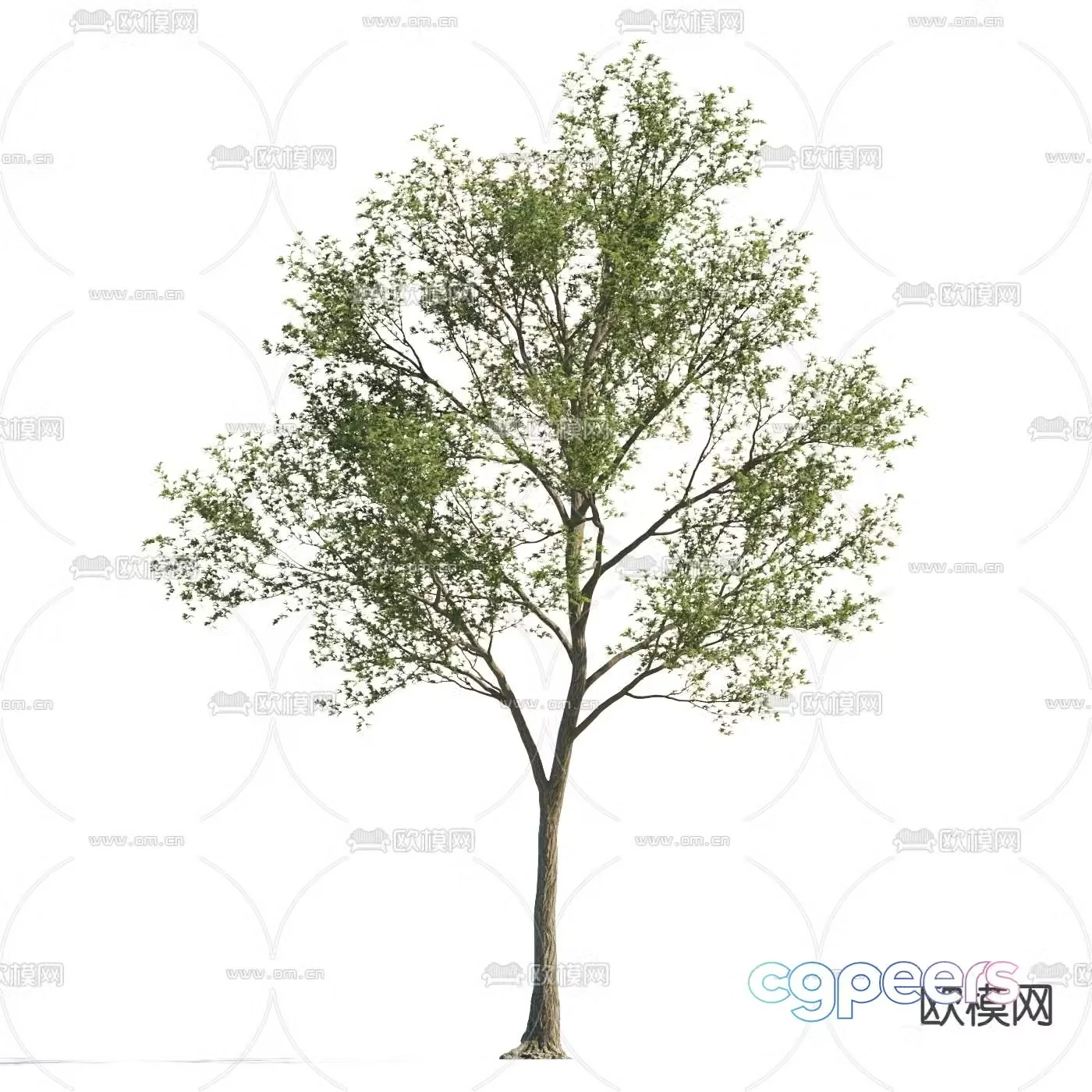 Landscape tree Street tree Garden tree 3d model
