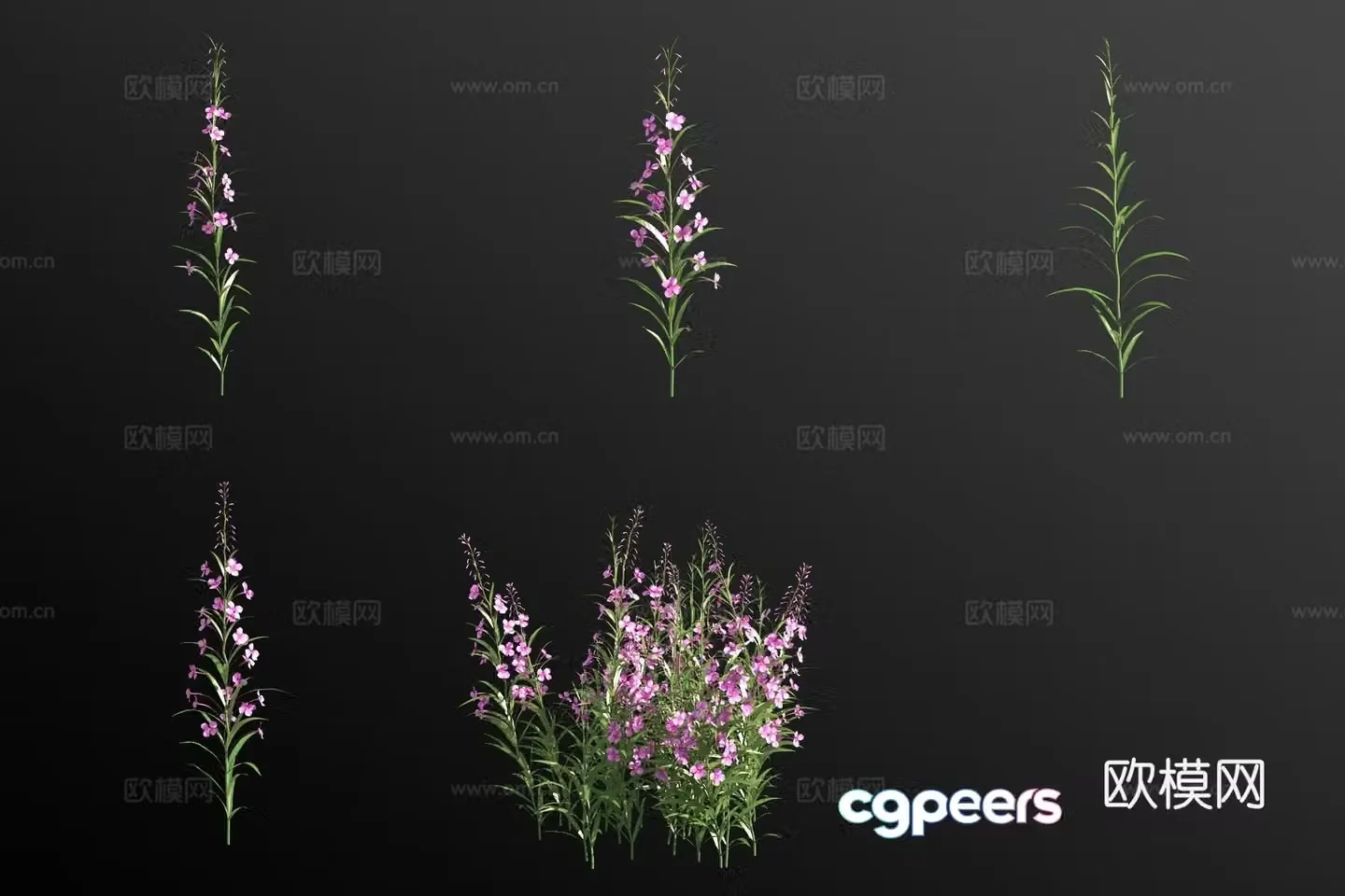 Willow orchid plant 3d model