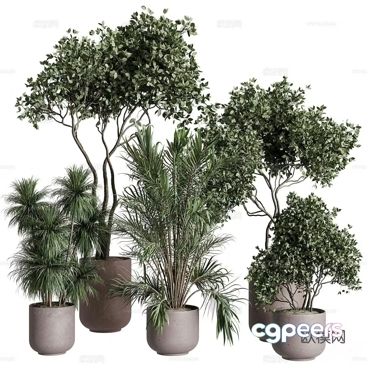 New Chinese style bonsai bonsai 3d model