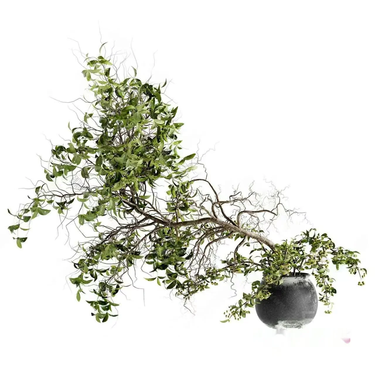 A Potted Plant 3D Model – 9169 – VRAY Render