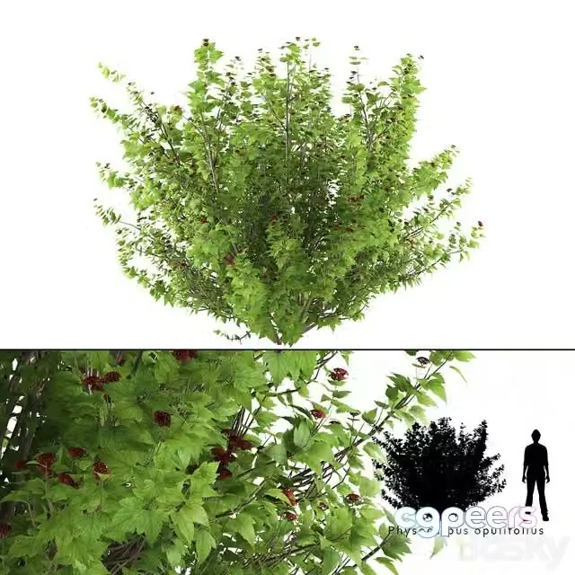 3ds Max Free – Pustyrplodnik kalinistilny bush Physocarpus opulifolius