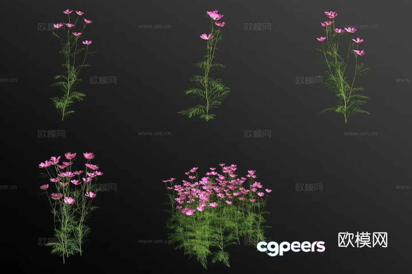 Cosmos flower and grass 3d model