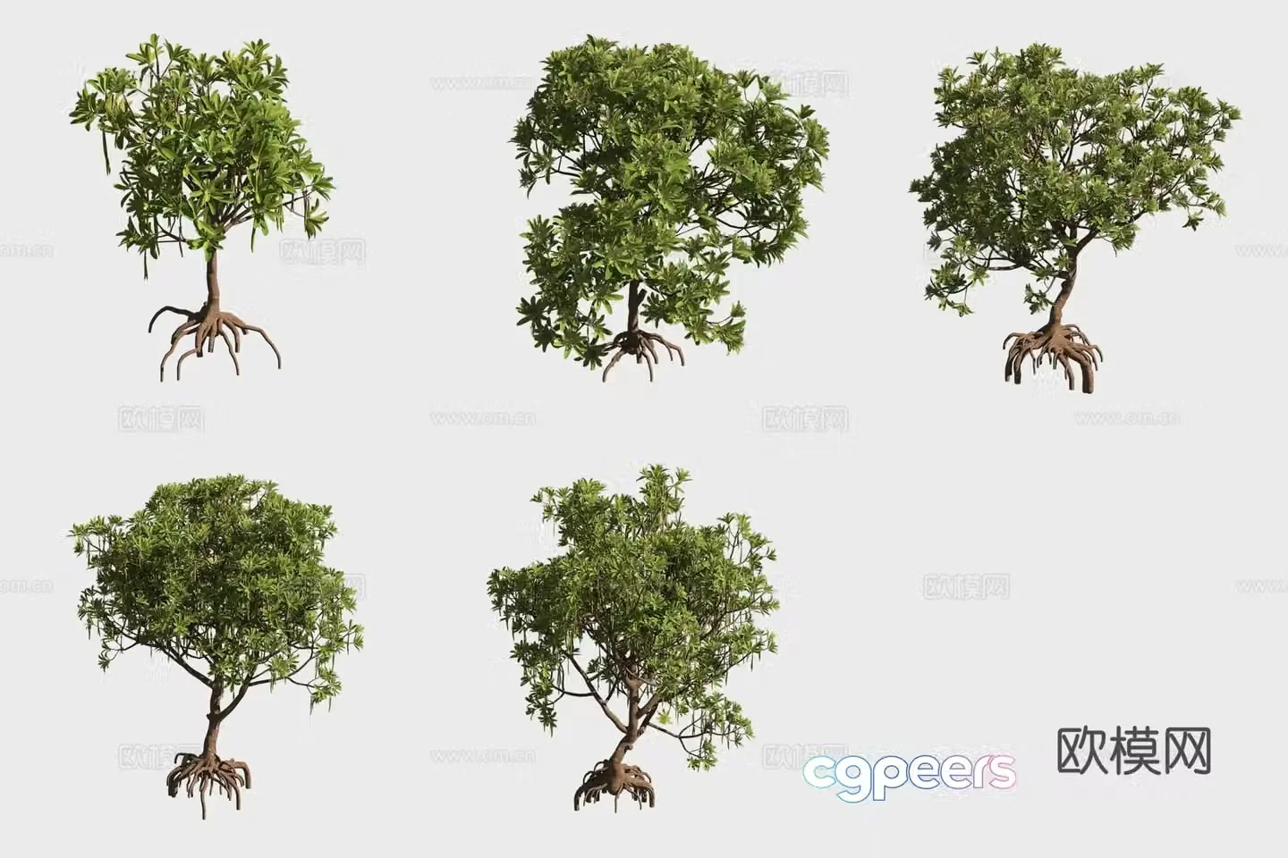 3D model of autumn gooseberry mangrove plant