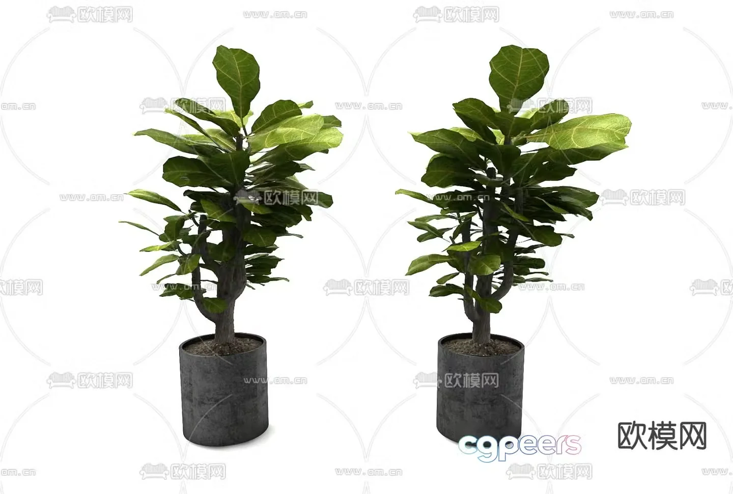 Potted plants Bonsai Green plants 3D model