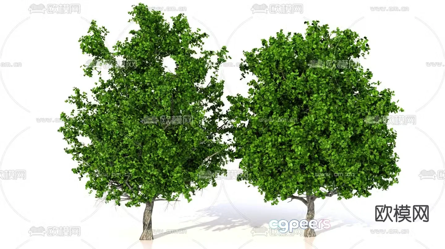 Landscape tree Street tree Poplar 3D model