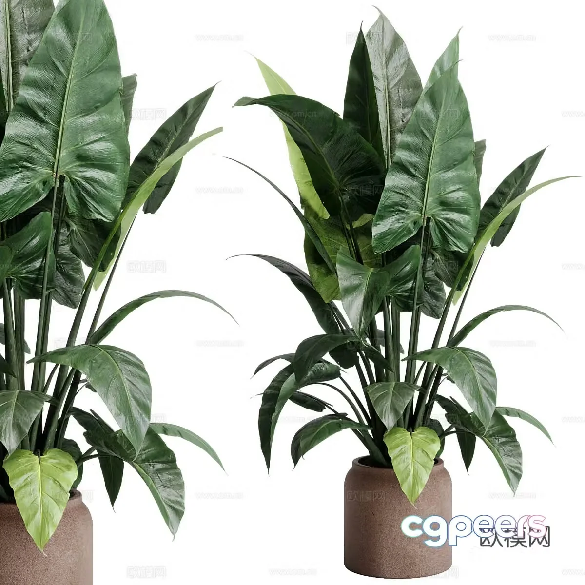 New Chinese style wasabi green plant potted 3D model