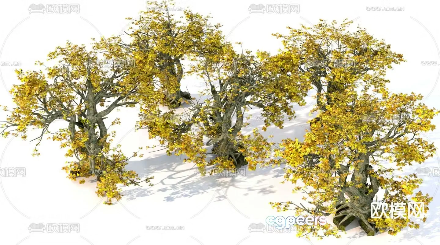Big tree Landscape tree Maple 3d model