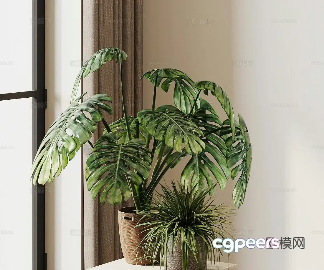 Potted Monstera Bird of Paradise 3d Model