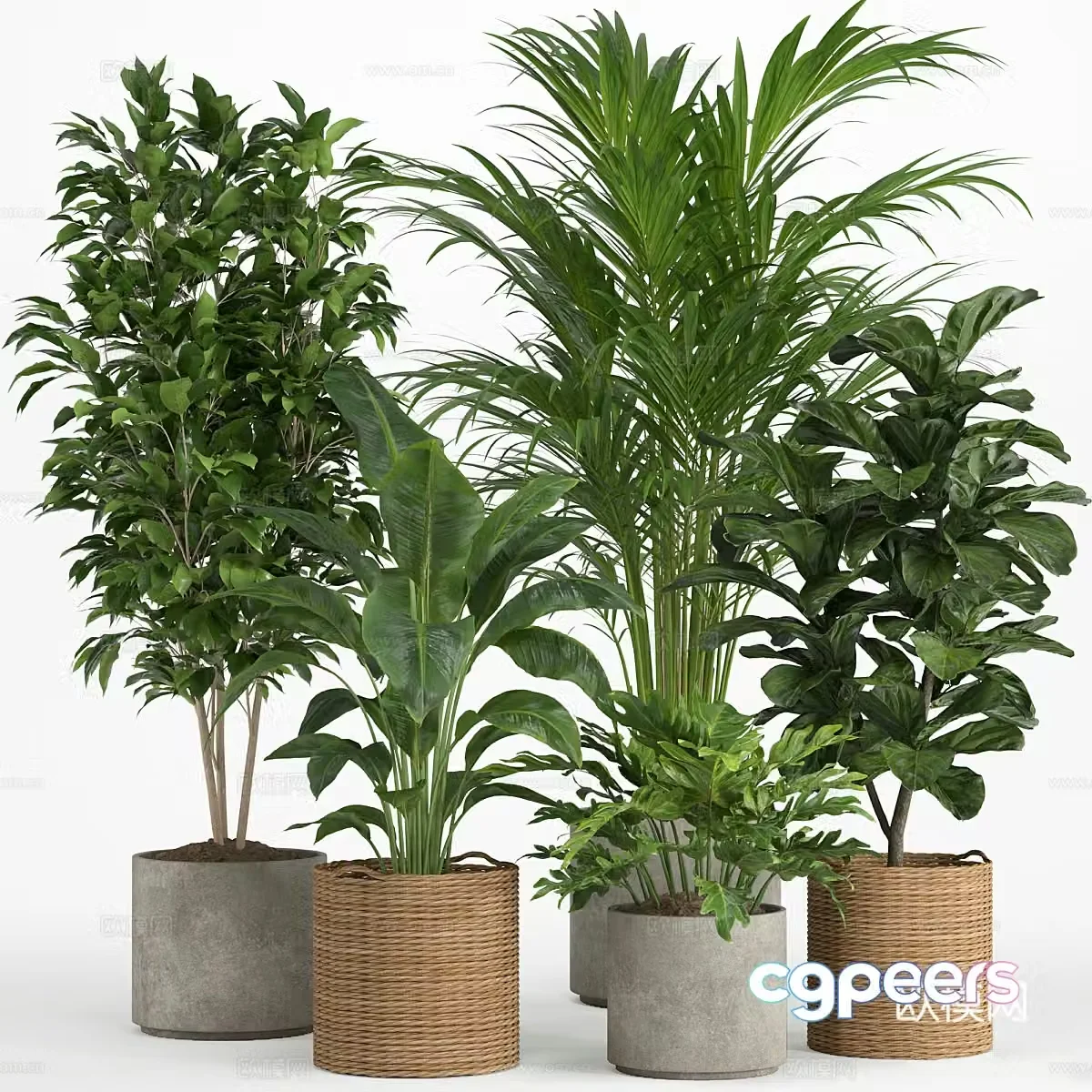 Green plant potted 3d model