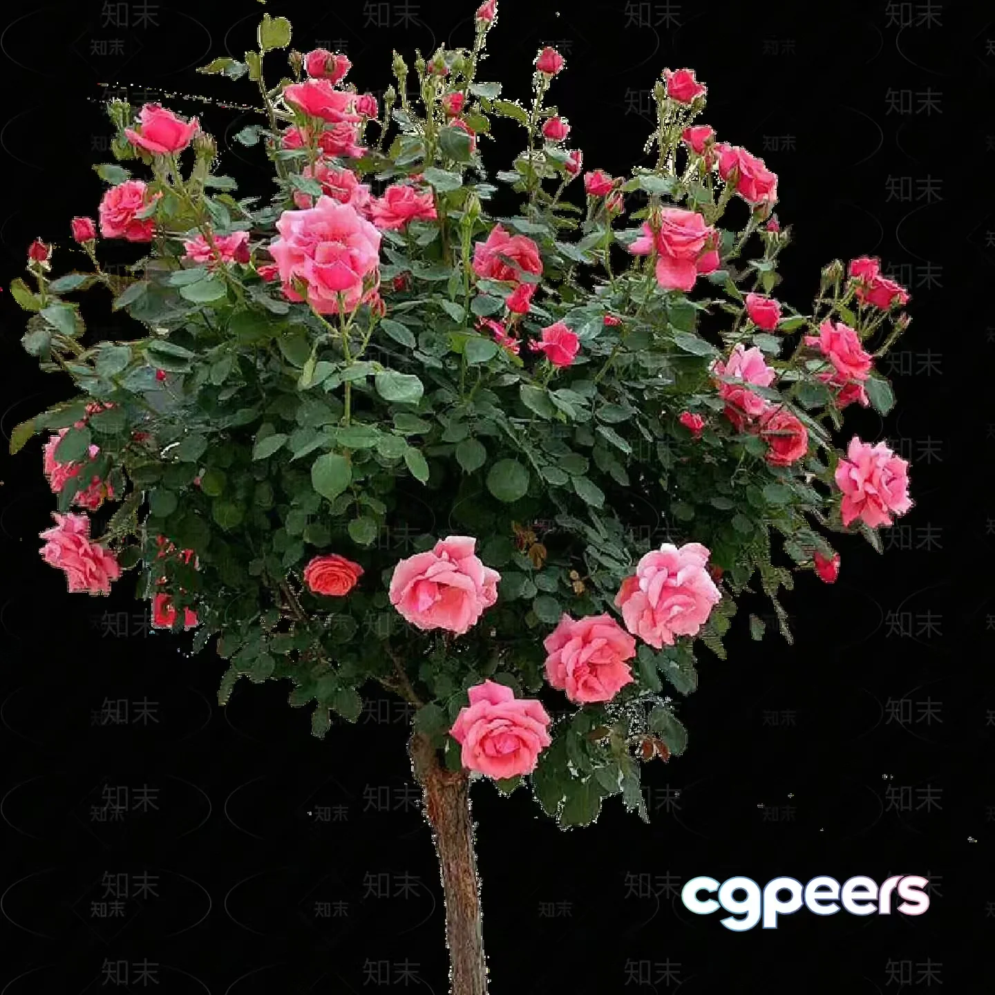 A Tree With Pink Roses 3D Model – 5634 – VRAY Render