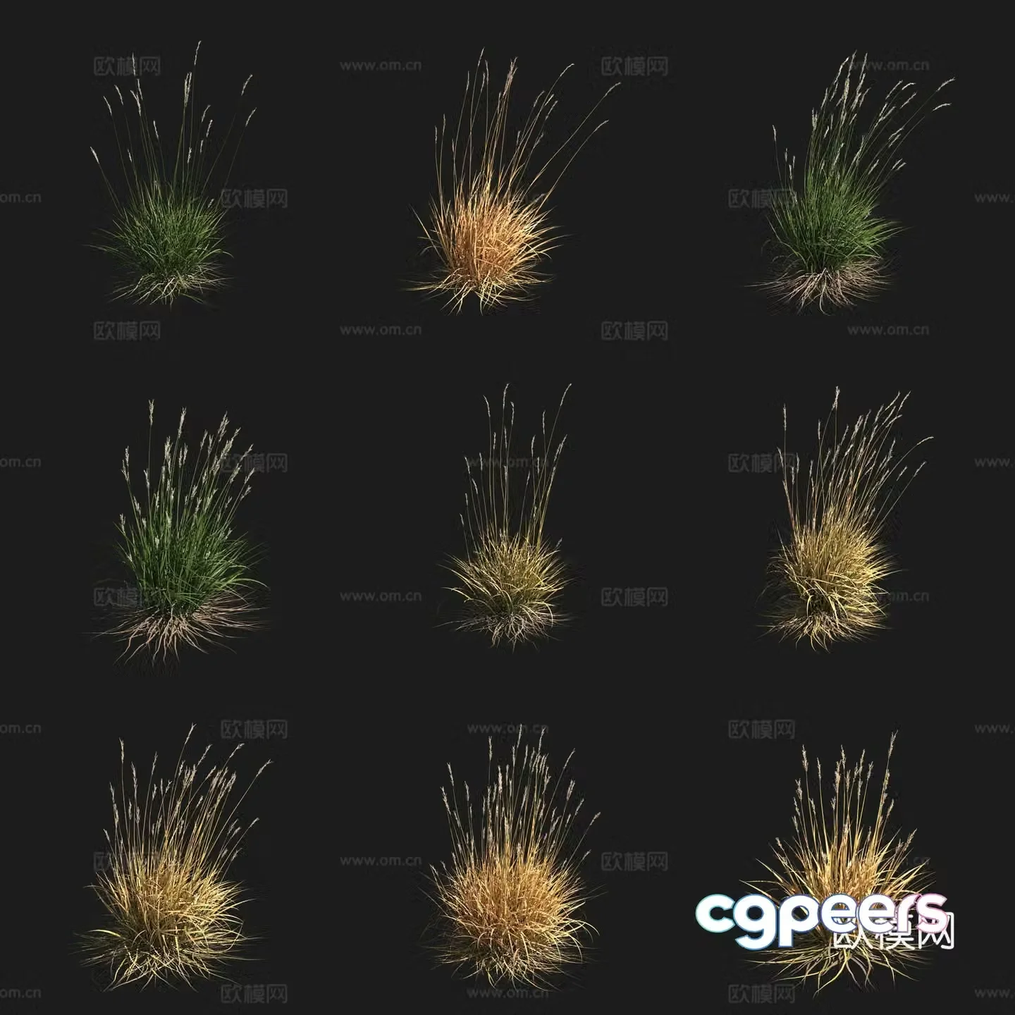 California stinky grass shrub flowers grass grass plant 3d model