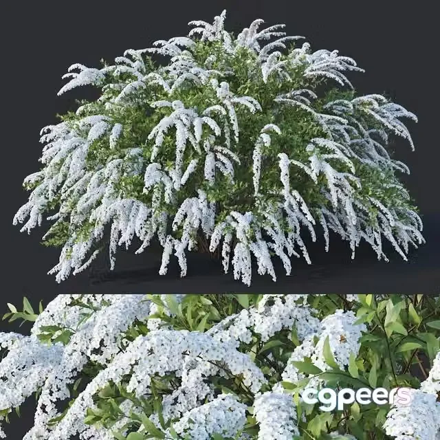 3ds Max Free – Spiraea # 7 Spiraea X Cinerea. Grefsheim XXL