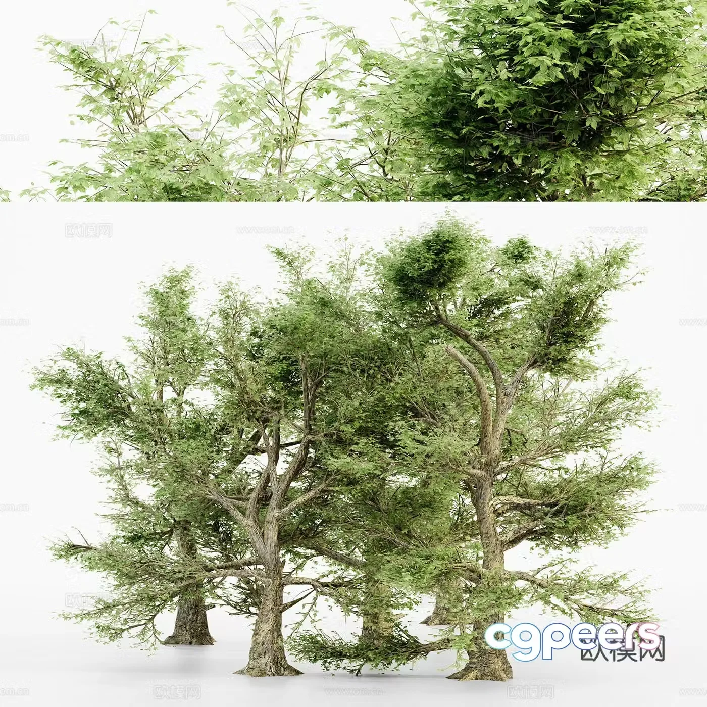 3d model of sycamore tree